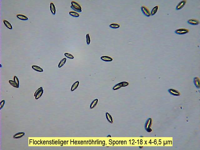 Sporen Flockenstieliger Hexenröhrling